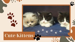 Cute Kittens