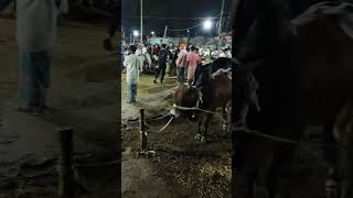কোরবানি পশুর হাট (শিকারিকান্দা),ময়মনসিংহ
