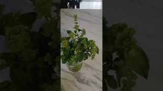 Basil tea? I picked it. Next video, I will let you know...#garden #life #tea #food