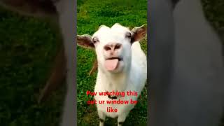 #goatcomedy #goat #funny #sheep