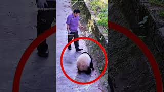 Panda’s Ultimate Rebellion 😱 | You Won’t Believe What He Did! #shorts