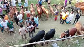 কাশিপুর বাজার 🥰🥰🐄🐄 @mdnurmodamod3238 @RXRafi1720 @MXRafi.2023