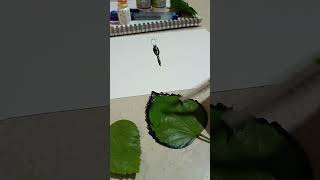 Butterfly 🦋 painting 🎨 with 🍀 leaf #leafart #butterfly #art #shorts#kidsarttime @Yummyum-89