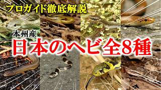 日本のヘビ全8種（本州産）を徹底解説しました