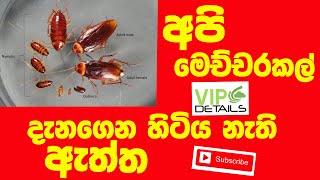 ගොඩක් දෙනා බය කැරපොත්තා ගැන නොදන්න කරුණු ටිකක්  | #cockroach #vip #details #sinhala #kerapoththa #sl