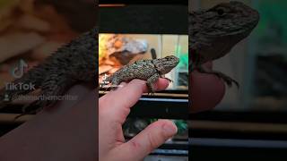 Emerald Swifts are spontaneous little creatures. #reptileshorts #reptiles #cute #lizards #animals