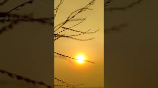 Nature Mobile 🔥 Photography Tricks #youtubeshorts #shorts