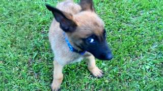 I Was Shocked By These Dogs' Attitudes 😂 Funny Dog Videos 2025