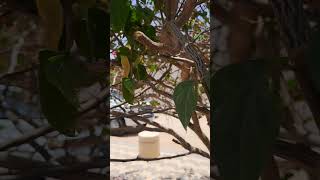 #relaxing #nature #music #relaxingmusic #meditationmusic #beauitiful #flowers #film#news#4k
