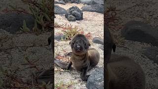 Galápagos Islands:Chillest residents you’ll ever meet🦭#fyp #funnyanimals #animals #cute