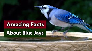 Amazing facts about Blue Jays bird's || Amazing blue jays birds Facts || Blue Jays birds