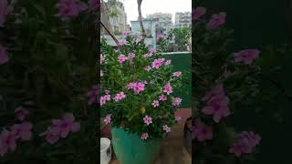 Beautiful Flowers | Flower Video Status | Flowers Video Status Full Screen #short #shorts