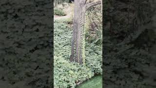 Beautiful Nature #green #viral #2023 #goals
