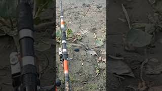 hook fish
