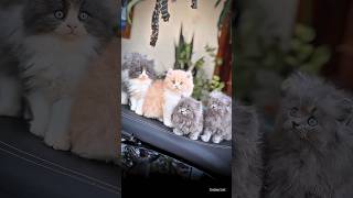 Aasa Kooda Cats edits !! cats shorts video #viralvideo #catvideos #catlovers #shortsfeed #ytshorts
