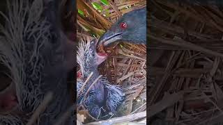 Mother's Songs, Mother Day Song, english motherday Song