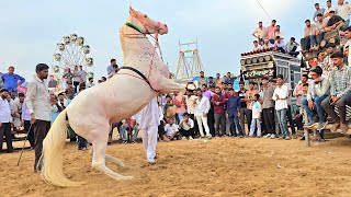 Lilan Ghori's amazing dance, showed her magic in Rajasthan ||New horse dance ||New Rajasthani djs...
