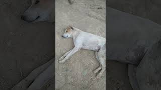 Ek Anokhe Gaon Ki Kahani🤯 #shorts #shortsfeed #comedy #gaon #village #gaonkikahani #apnagaon