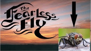 The fearless fly!
