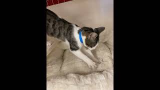 El Panadero Con el Pan 2 #cat #catoftheday #kitten
