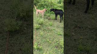 Kombai Dog meets Goat
