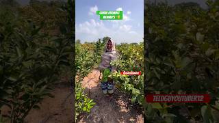 Guava Farming Woman’s ❤️#guava #fruit #viral #trending #vlog🌳 #teluguyoutuber #farming #woman 🌳