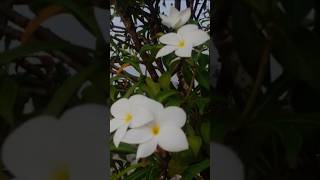 #vabertori #love #lifeisbutadream #newbanglasong2025 #unfrezzmyaccount
