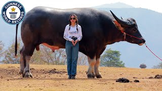 King Kong is the world's TALLEST water buffalo! | Guinness World Records