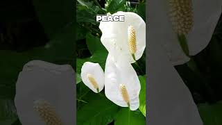 3 Baby Shower Plants With Powerful Meanings #shorts