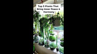 5 Plants That Bring Inner Peace  #shorts