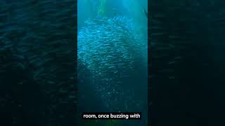 Unveiling the Titanic's Mysteries: Exclusive Wreck Footage Revealed!