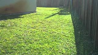 Zinnia Yard.AVI