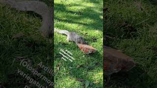 Un ardillón (Otospermophilus variegatus) nos robó un pan de la ofrenda...