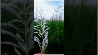 Moh moh ke dhaage song status|#nature #shorts
