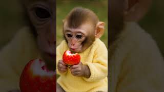 귀여운 아기 원숭이, 딸기 먹고 미소 폭발 🍓🐒😊