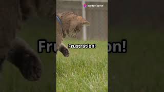 5 Reasons Why Cats Make That Mysterious Sound! #CatSounds #CatBehavior #FelineCommunication #PetCare