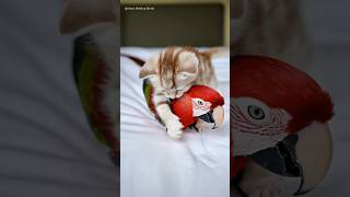 Kitten Can’t Stop Following Her Parrot Friend!