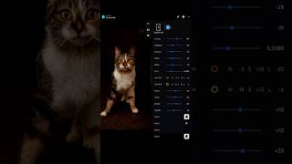 A quick cat edit #photography #photography #cat #beforeandafter