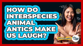 How Do Interspecies Animal Antics Make Us Laugh? - The Comedy Reel