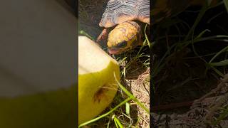 Red-Footed Tortoise Snack Attack! #RedFootedTortoise #TortoiseEating #TortoiseShorts #ReptileShorts