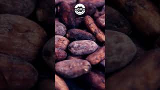 Crafting Chocolate From Home Kitchens to Global Factories #chocolate #chocolatebar #makingchocolate