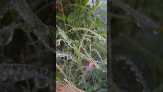 havey raining sounds effect #flowers #rainoundforsleep #rain