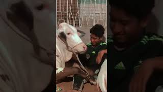Shoqeeno ki Muhabat 😍💕 #cow #cattleworld #subscribemyyoutubechannel #season2025