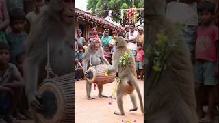 बंदर का ढोल और बंदरिया का धमाकेदार डांस 🥁🐒 #BandariyaDance#IndianVillage#GaonKaMela#RealisticVideo