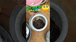 😱🔥সদ্য খাল থেকে ধরে আনা কুচে মাছ🙈😯 !! Bengali Mini Vlog !! Village Fishing !! #shorts #shortsfeed