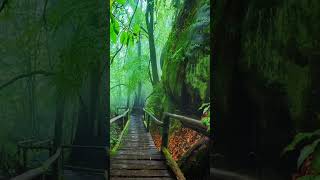 #rainoundforsleep #relax #relexingsound #rain #shortvideo #reels #youtubeshorts