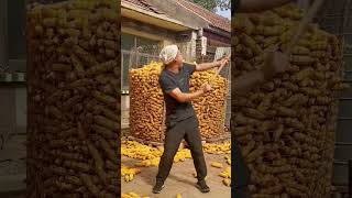 Framing the Harvest Season | #HarvestSeason #Agriculture #Harvest #YouTubeShorts