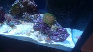 150 Gallon Reef Tank Update