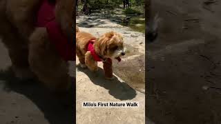 Milo’s First Nature Walk #puppy  #naturewalk #cutedog #cutepuppy
