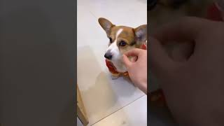 ビックリ　ドッキリ　仰天　動画